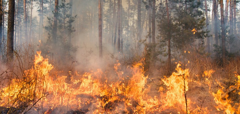 A high res photo of a forest fire in progress