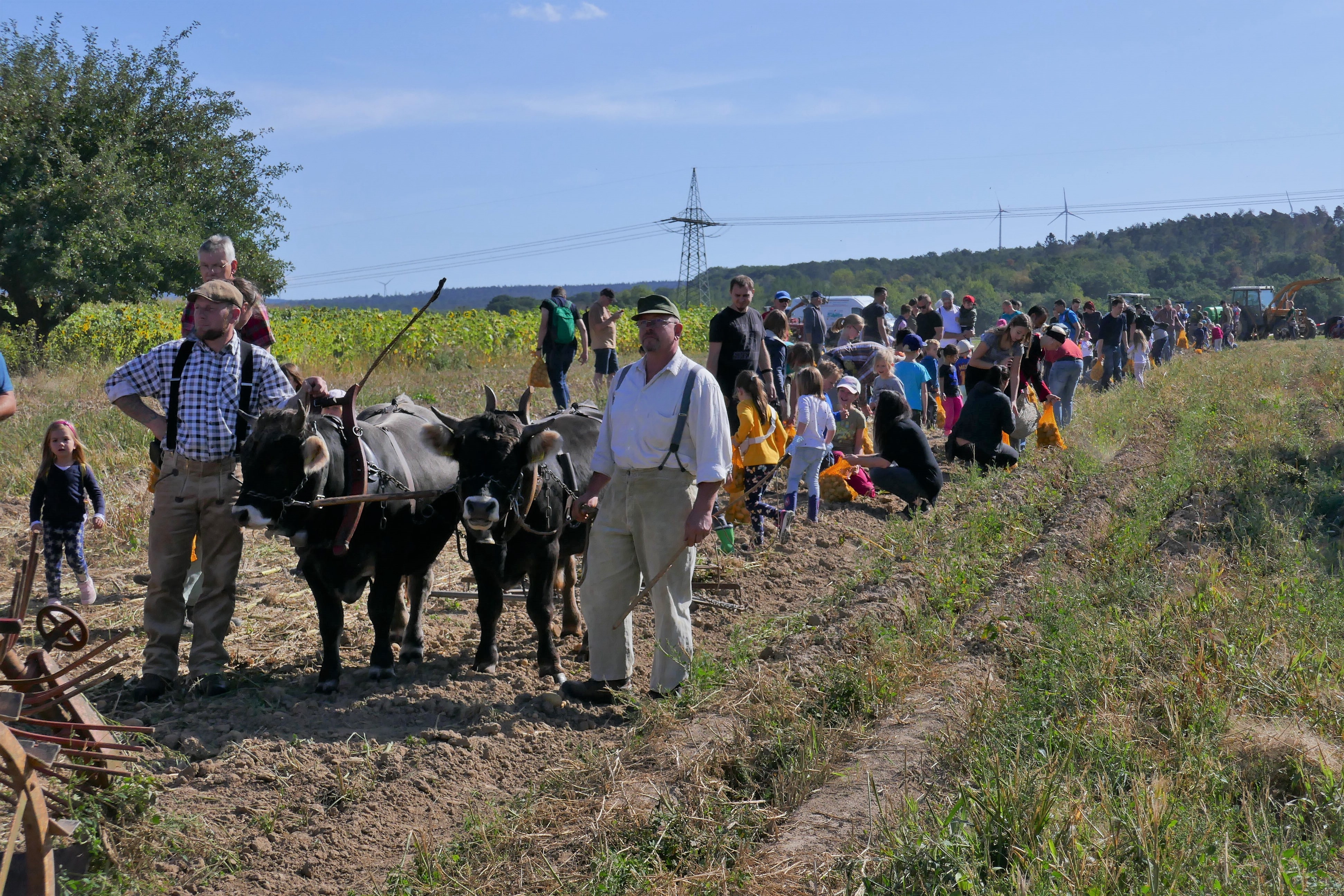 Tobias Schäffer mit seinem Ochsengespann.