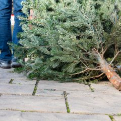 Weihnachtsbaumentsorgung