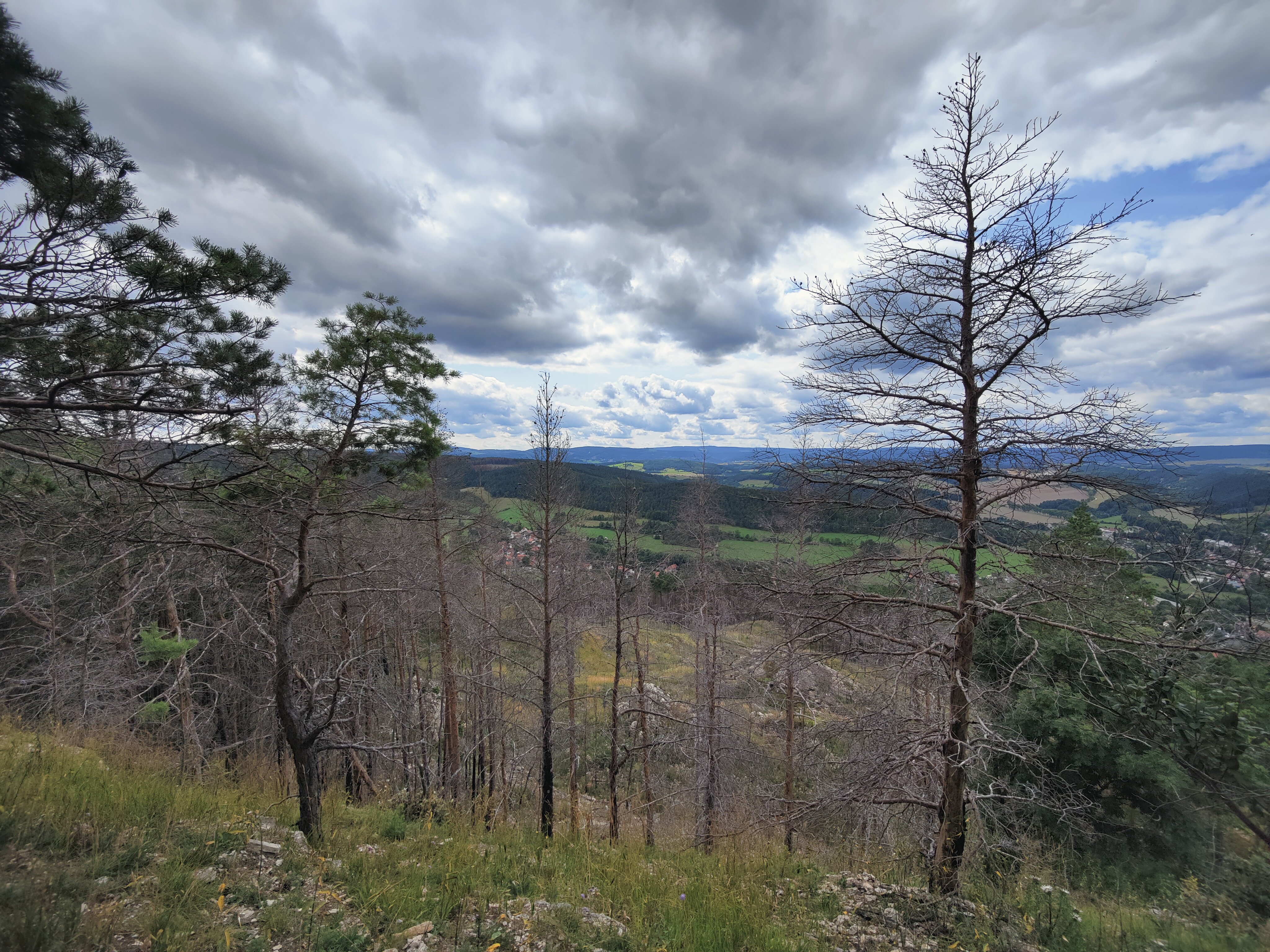 Tote Bäume im Wald.