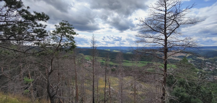 Tote Bäume im Wald.