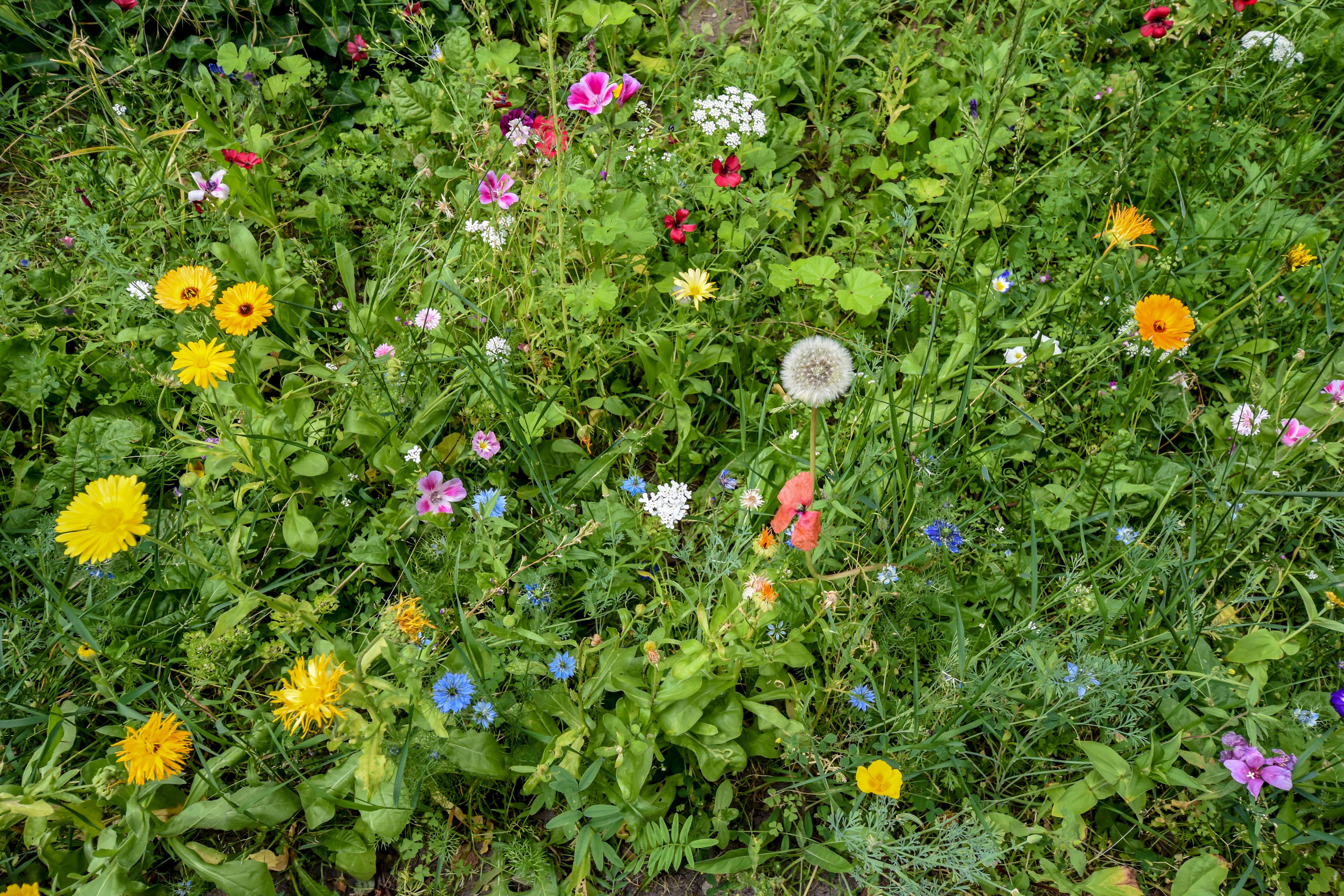 Wiese am Straßenrand mit hohem Gras und vielen wildwachsenden bunten Blümchen.