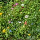Wiese am Straßenrand mit hohem Gras und vielen wildwachsenden bunten Blümchen.
