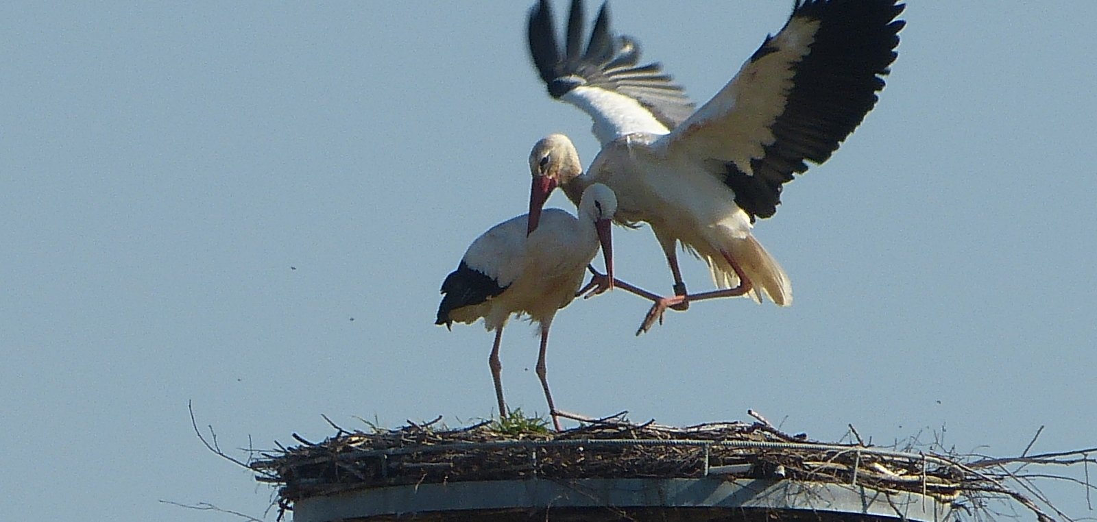Die Lohfeldener Störche sind wieder da
