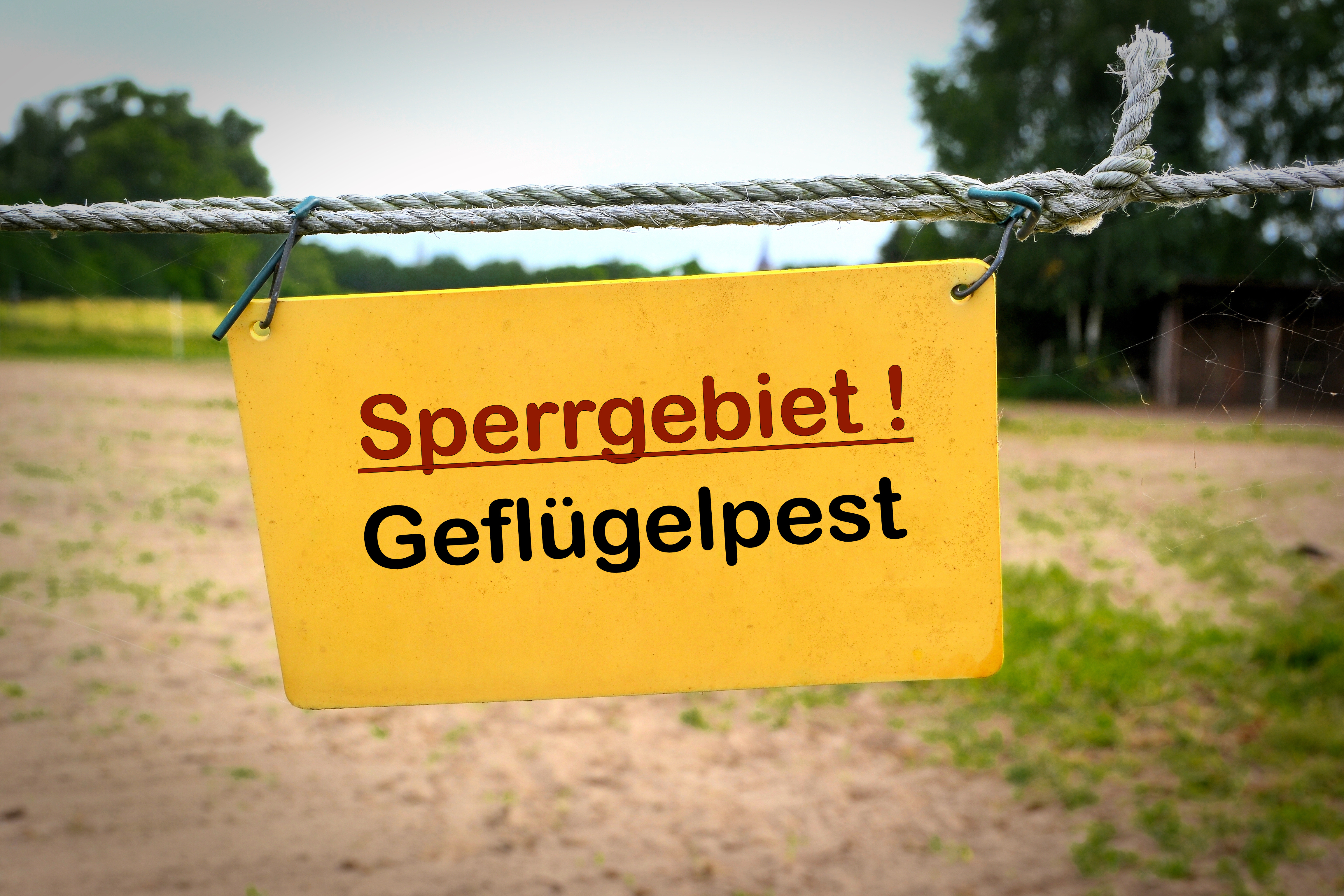 Gelbes Schild "Sperrgebiet! (Schrift rot) Geflügelpest (Schrift schwarz) an Stacheldraht-Zaun"