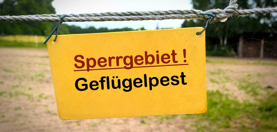 Gelbes Schild "Sperrgebiet! (Schrift rot) Geflügelpest (Schrift schwarz) an Stacheldraht-Zaun"