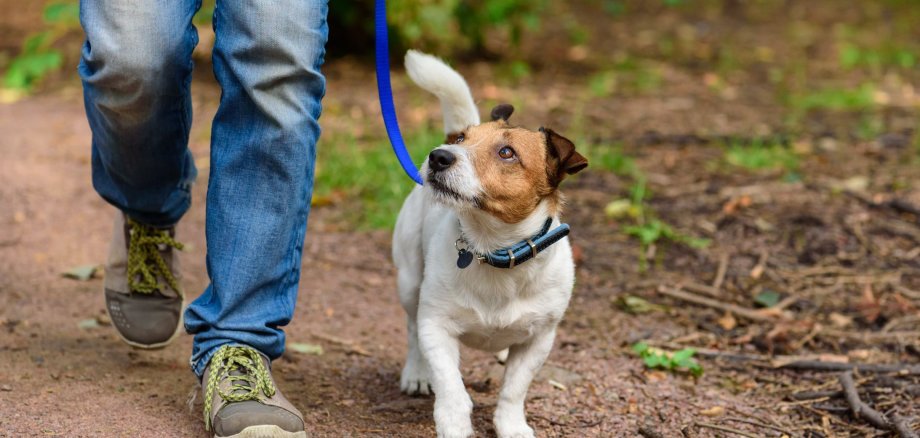 Ab sofort ist die An- und Abmeldung von Hunden ganz bequem online auf der Homepage der Gemeinde Lohfelden www.lohfelden.de/digital unter der Rubrik „Online Rathaus“ im Reiter „Steuern und Abgaben“ zu finden.