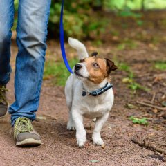 Ab sofort ist die An- und Abmeldung von Hunden ganz bequem online auf der Homepage der Gemeinde Lohfelden www.lohfelden.de/digital unter der Rubrik „Online Rathaus“ im Reiter „Steuern und Abgaben“ zu finden.