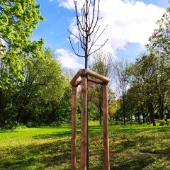 Am 25.04. fand die Pflanzung des Baumes des Jahres 2023, „Echte Mehlbeere“, am Roten Weg, statt.