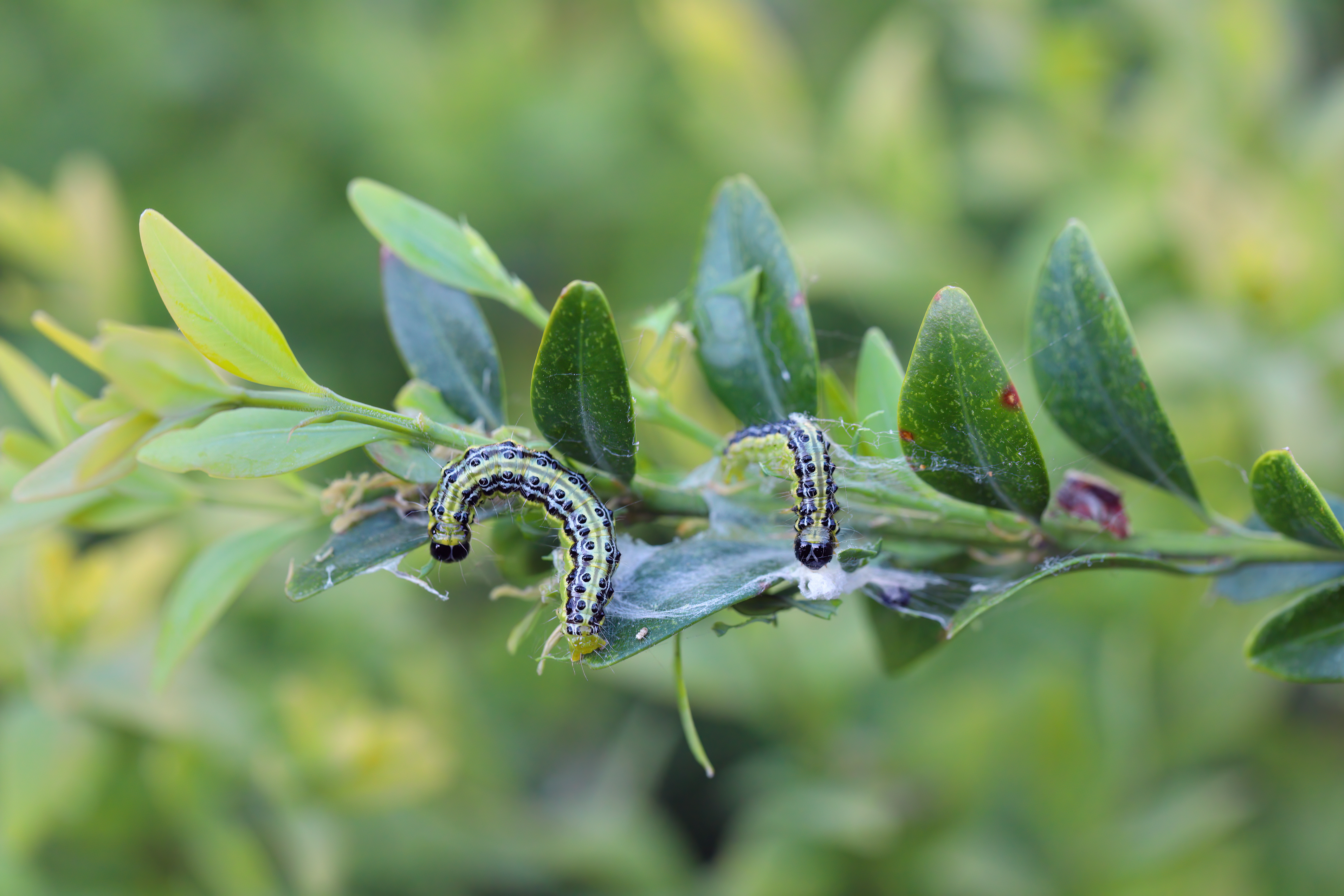 Raupen des Buchsbaumzünslers (Cydalima perspectalis) an Buchsbaum (Buxus sempervirens). In Europa ist sie eine gebietsfremde und invasive Schädlingsart, die Buchsbaumsträucher zerstört.