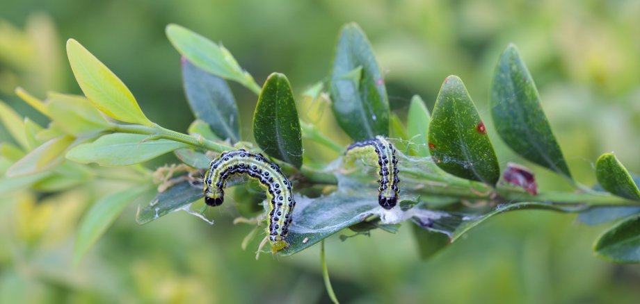 Raupen des Buchsbaumzünslers (Cydalima perspectalis) an Buchsbaum (Buxus sempervirens). In Europa ist sie eine gebietsfremde und invasive Schädlingsart, die Buchsbaumsträucher zerstört.