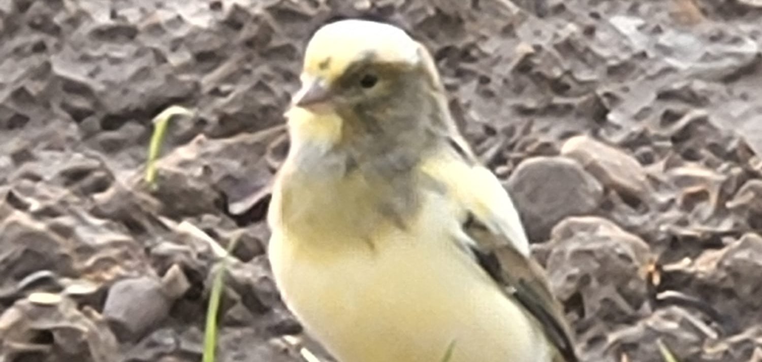 So sieht er aus, der kleine gefiederte Findling.