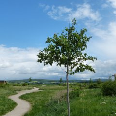 Baum des Jahres 2010: Elsbeere auf den Lindenberg-Anger.