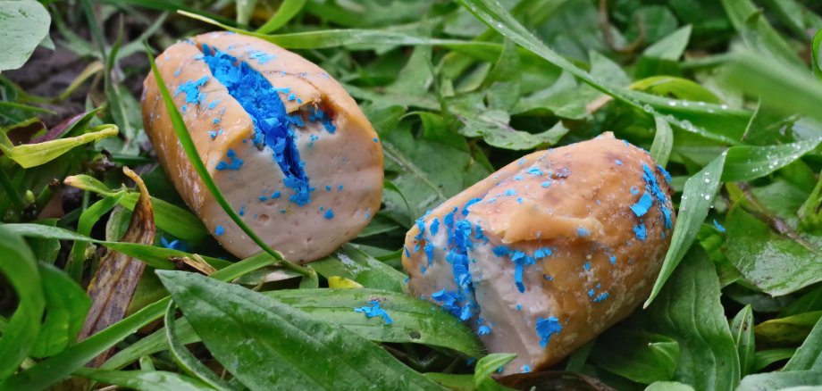 Mit Gift gefüllte Wurst liegt auf der Wiese. Giftköder für Tiere.