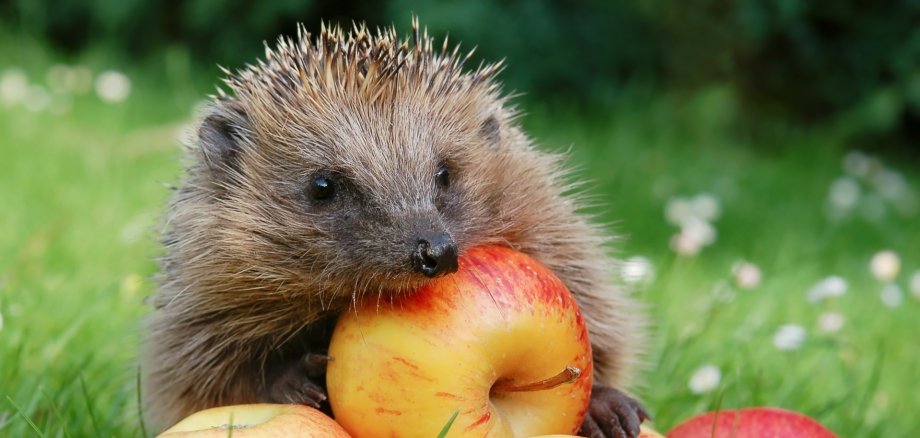 Süßer Igel im Herbstgarten, umgeben von heruntergefallenen Äpfeln, der direkt in die Kamera blickt. Süßer Igel im Herbstgarten, umgeben von heruntergefallenen Äpfeln, der direkt in die Kamera blickt.