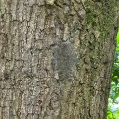 Das Nest des gefährlichen Eichenprozessionsspinners - mehrere Raupen an einem Eichenstamm.