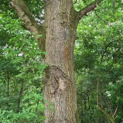 Raupen an einem Baum.