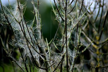 Kahler Strauch oder kleinen Baum am Wegesrand. Spinnmotten haben ihre charakteristischen, geisterhaften Spinnweben am Gerüst des Baumes hinterlassen. Die feinen, silbernen Netze schützen sie vor Feuchtigkeit und Feinden, während die kleinen Raupen den Baum kahl fressen. Die Raupen und Motten sind harmlos.