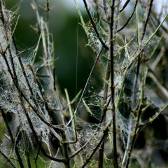 Kahler Strauch oder kleinen Baum am Wegesrand. Spinnmotten haben ihre charakteristischen, geisterhaften Spinnweben am Gerüst des Baumes hinterlassen. Die feinen, silbernen Netze schützen sie vor Feuchtigkeit und Feinden, während die kleinen Raupen den Baum kahl fressen. Die Raupen und Motten sind harmlos.
