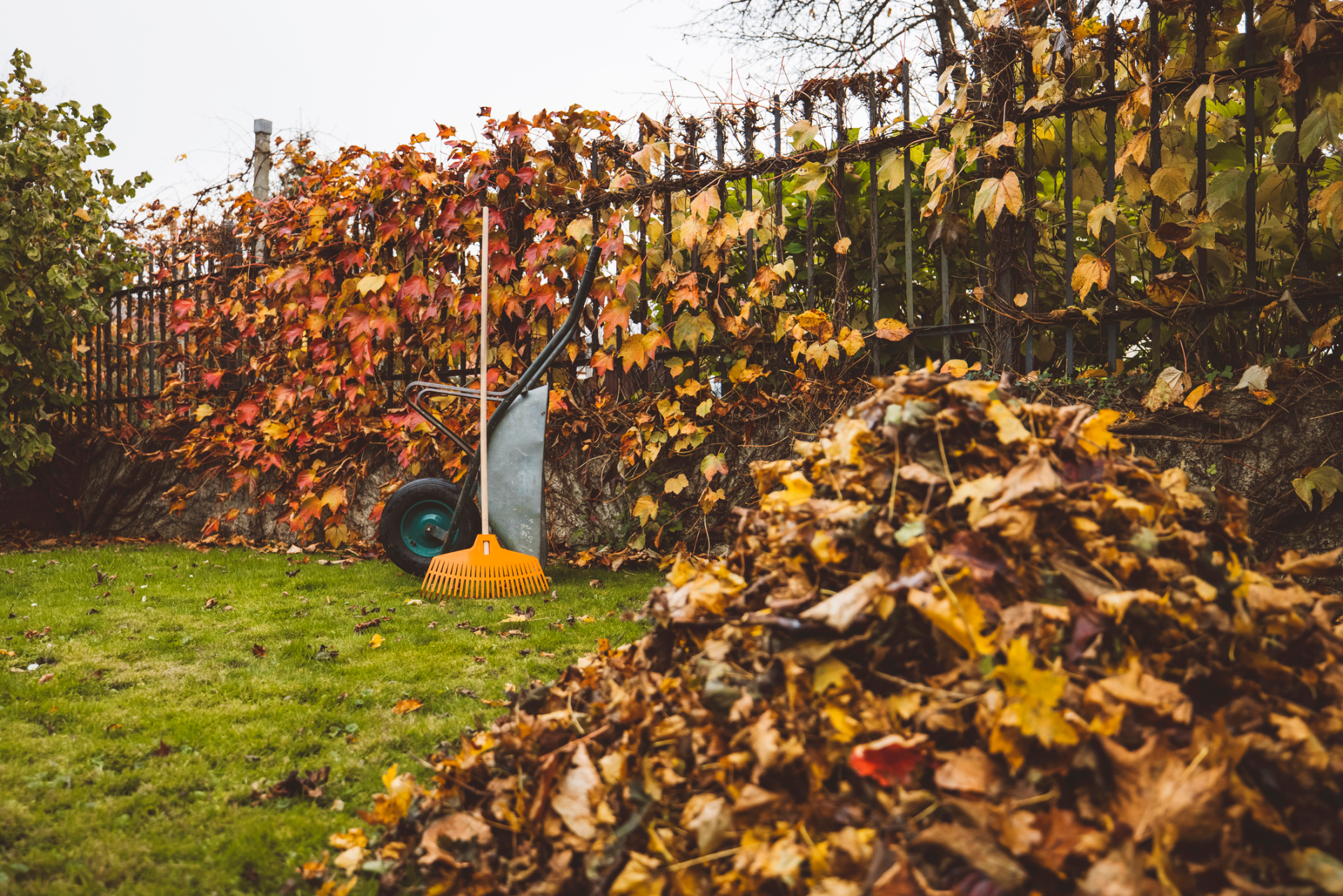 Haufen Herbstlaub Herbstblätter Schubkarre mit Rechen