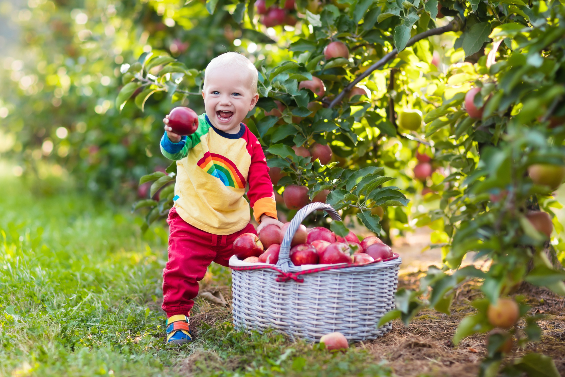 Kleiner Junge steht lachend vor Apfelbaum und sammelt Äpfel auf
