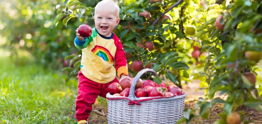 Kleiner Junge steht lachend vor Apfelbaum und sammelt Äpfel auf Kleiner Junge steht lachend vor Apfelbaum und sammelt Äpfel auf