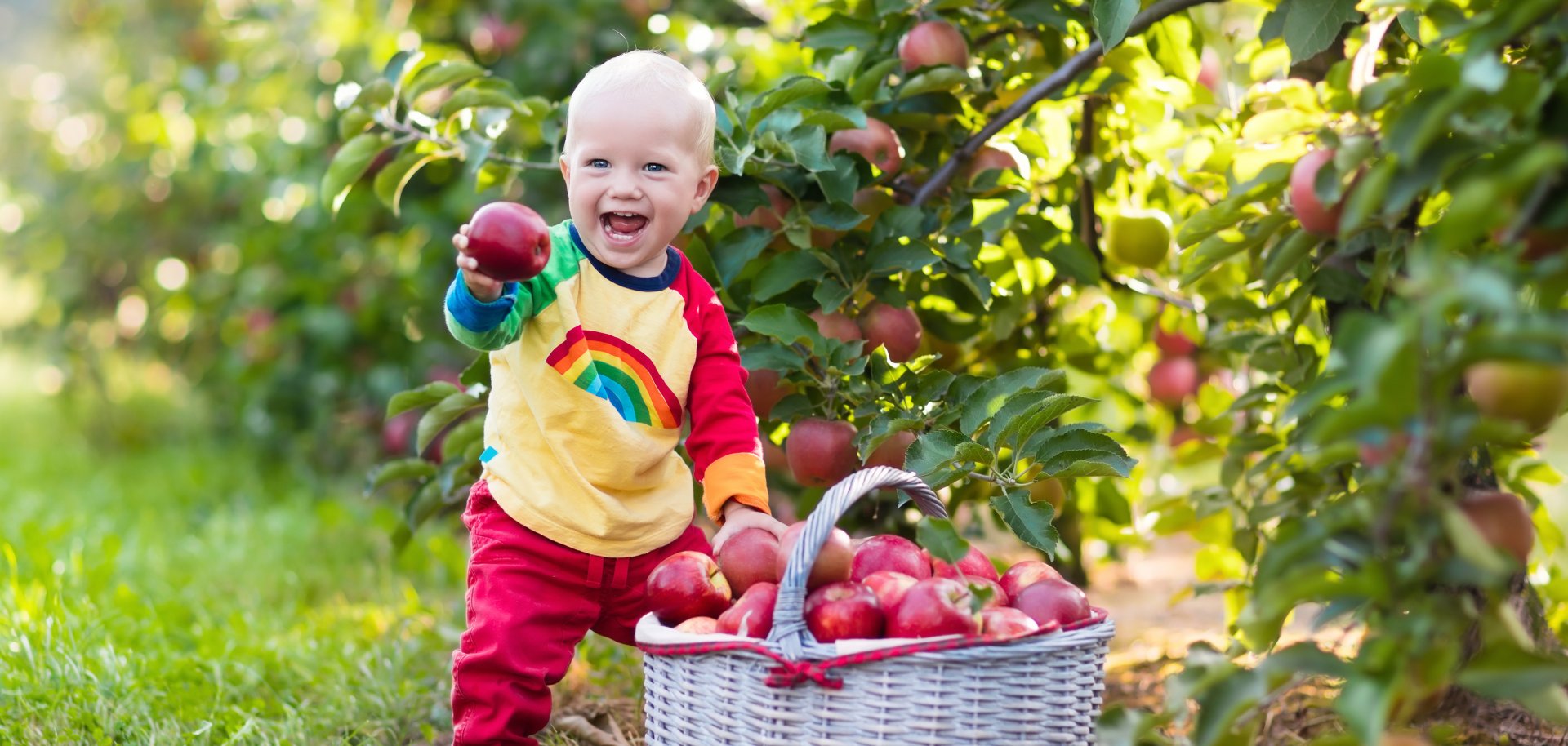 Kleiner Junge steht lachend vor Apfelbaum und sammelt Äpfel auf