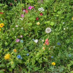 Blumenwiese.