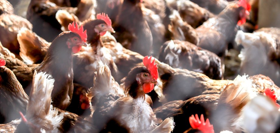 chickens in the coop.