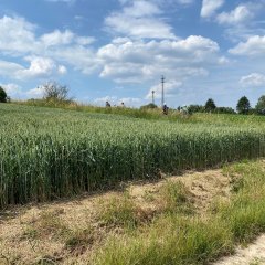 Am Baddschensteig im Feld Richtung Wanderparkplatz Herchenbach.