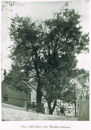 Maulbeerbäume historisch in der Nähe der Crumb.Kirche.jpg