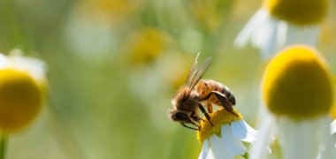 Bee collects pollen on Chamomile flowers
