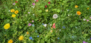 Meadow on the roadside with tall grass and many wild-growing colorful little flowers.