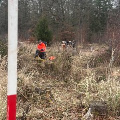 Männer und Frauen pflanzen Setzlinge auf einer Freifläche im Wald.