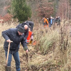 Männer und Frauen pflanzen Küstentannensetzlinge auf einer Freifläche im Söhrewald.