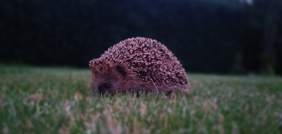 Igel in der Dämmerung auf einer grünen Wiese.