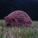 Igel in der Dämmerung auf einer grünen Wiese.