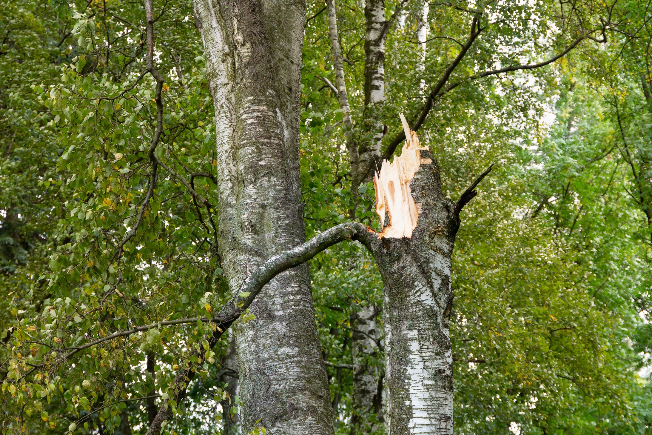Gebrochener Stamm einer Birke auf einem Hintergrund aus grünem Laub