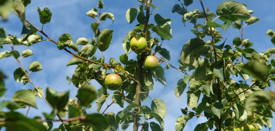 Baum des Jahres 2012 - Wildapfel