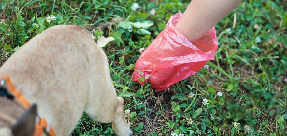 Hundekot bitte ordnungsgemäß entsorgen! - Auf dem Foto sieht man das Hinterteil eines Hundes sowie die Hand eines Menschen in einer roten Plastiktüte, die gerade den Kot des Hundes aufnimmt.