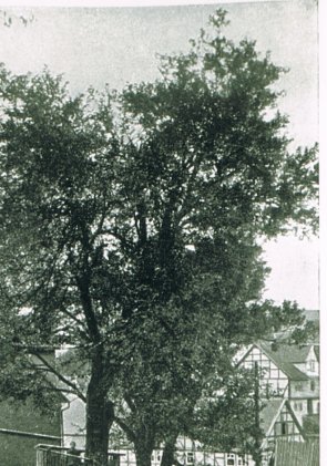Maulbeerbäume historisch in der Nähe der Crumb.Kirche.jpg