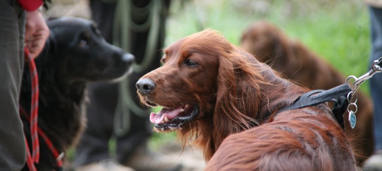 Irish Red Setter Irish Red Setter