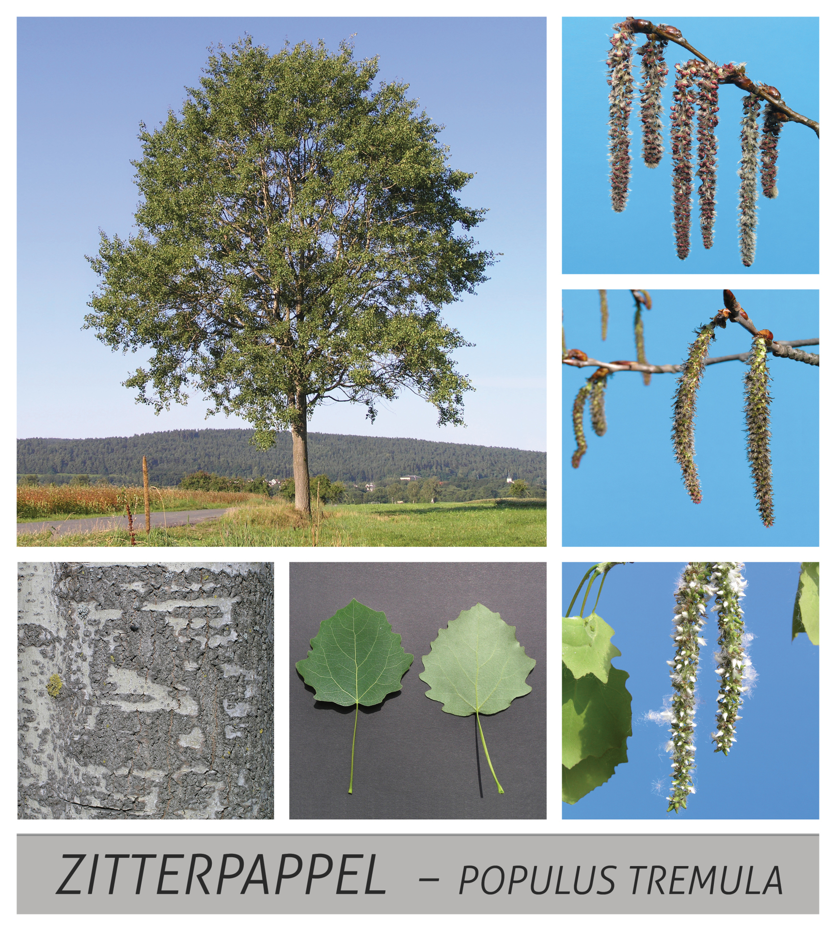 aspen, poplar, aspe, populus, tremula, short shoots, slow-motion aspen, poplar, aspe, populus, tremula, short shoots, slow-motion