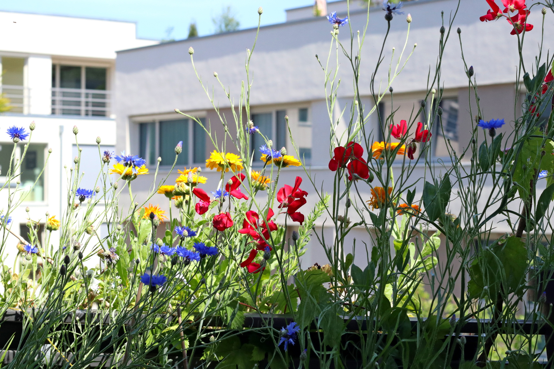 Wild flowers on the balcony