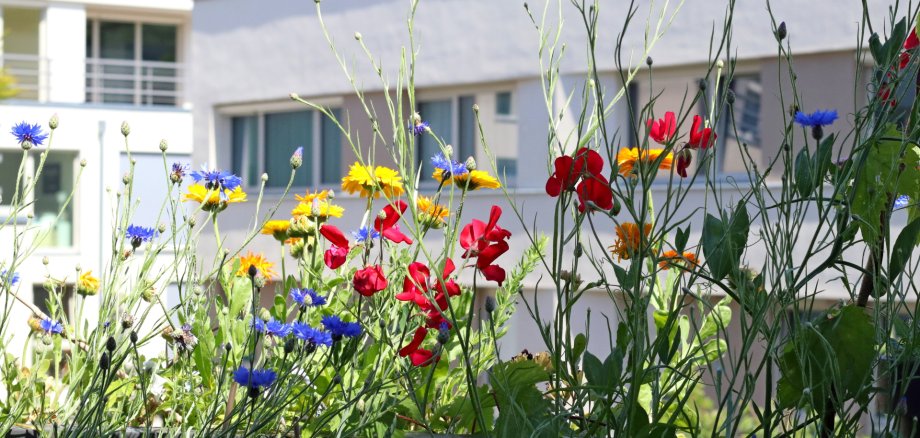 Wild flowers on the balcony