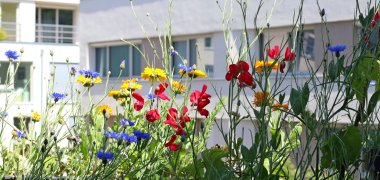 Wild flowers on the balcony