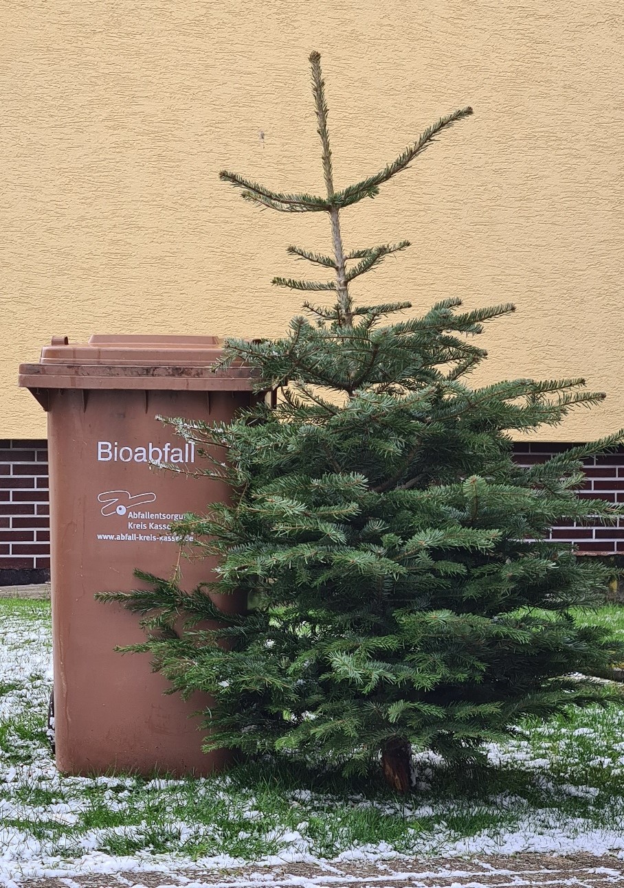 Die Verwertung von Weihnachtsbäumen als Ersatzbrennstoff im Heizkraftwerk ist umweltfreundlicher und hat gleich mehrfachen Nutzen.