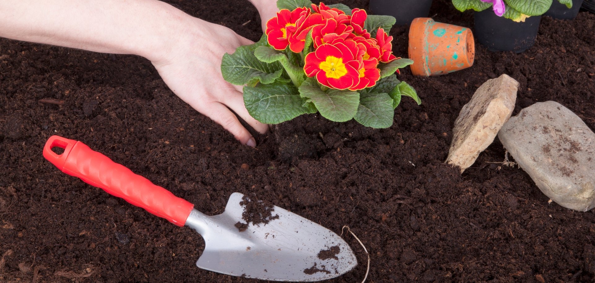 gardener  planting flowers