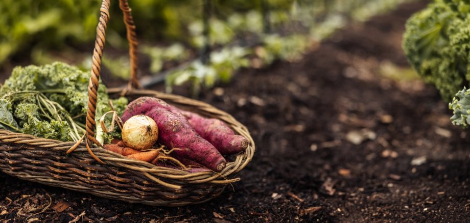 Einladung zum Vortrag Pflanzenkohle – Eine Chance für Klima und Boden