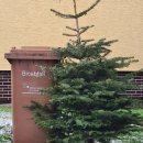 Die Verwertung von Weihnachtsbäumen als Ersatzbrennstoff im Heizkraftwerk ist umweltfreundlicher und hat gleich mehrfachen Nutzen.